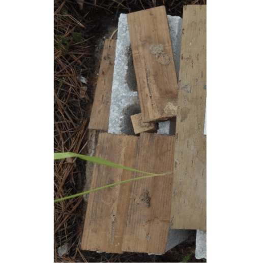 ベイツガ無処理構造体